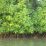 Riset LIPI : Mangrove Bisa Hadang Tsunami