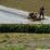 Petani Sayur di Cianjur Terancam Gagal Panen
